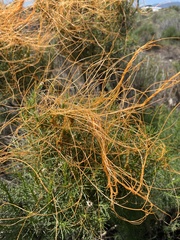 Cuscuta californica
