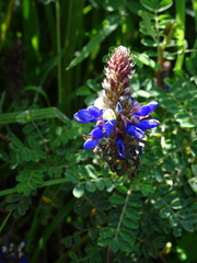 Dalea coerulea