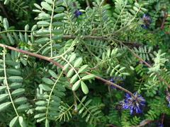 Dalea coerulea