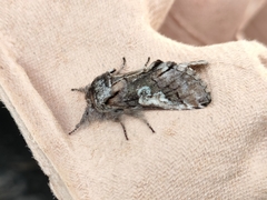 Diloba caeruleocephala