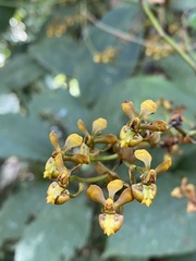 Cyrtochilum