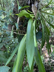 Cyrtochilum
