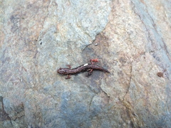 Desmognathus wrighti