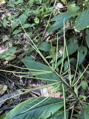 Peperomia striata