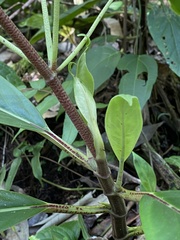 Peperomia striata