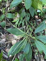 Peperomia striata