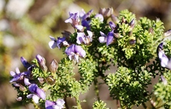 Psoralea aculeata
