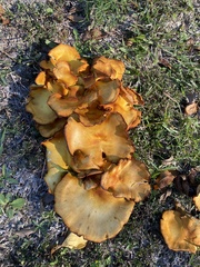 Omphalotus subilludens