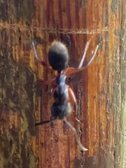Camponotus rufipes
