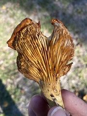 Omphalotus subilludens