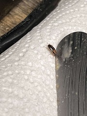 Blattella lituricollis