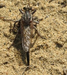 Proctacanthus milbertii