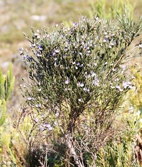 Psoralea aculeata