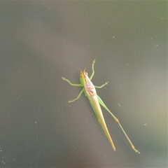 Conocephalus longipes