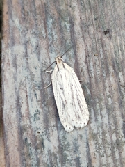 Agonopterix umbellana