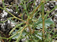 Genista tridentata