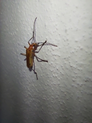 Chauliognathus cinguliventris