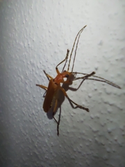 Chauliognathus cinguliventris