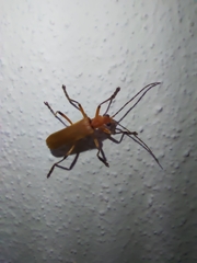 Chauliognathus cinguliventris