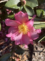 Camellia