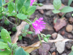 Corbichonia decumbens