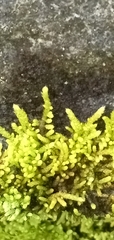 Claopodium rostratum
