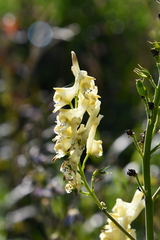Aconitum kirinense