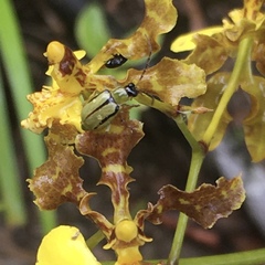 Diabroticina