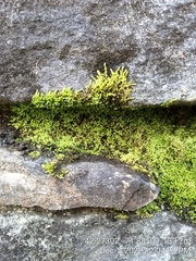 Claopodium rostratum