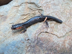 Plethodon jordani
