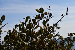 Berberis amurensis