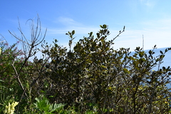 Berberis amurensis