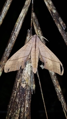 Marumba cristata