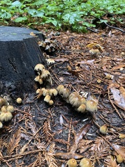 Micacei