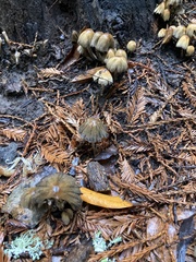 Micacei