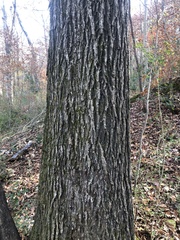 Carya tomentosa