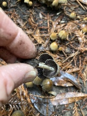 Micacei