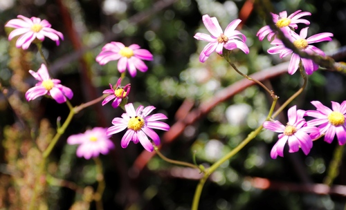 Image of Senecio umbellatus by (c) Tony Rebelo, some rights reserved (CC BY-SA)