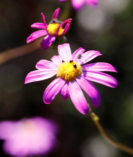 Image of Senecio umbellatus by (c) Tony Rebelo, some rights reserved (CC BY-SA)