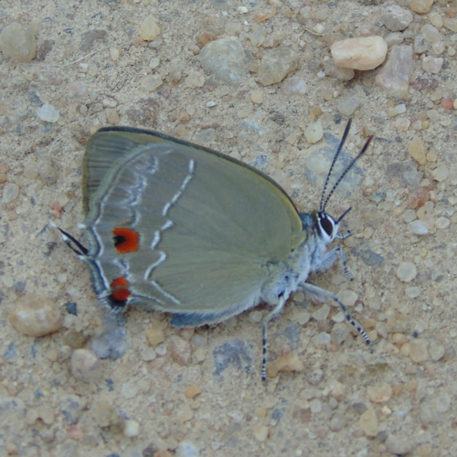 Thereus ortalus