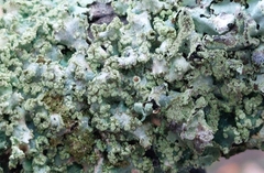 Punctelia jeckeri