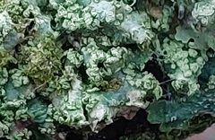 Punctelia jeckeri