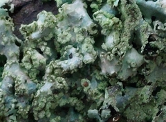 Punctelia jeckeri