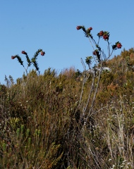 Liparia splendens splendens