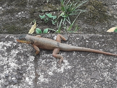 Tropidurus