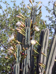Cereus jamacaru