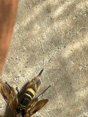 Eriotremex formosanus