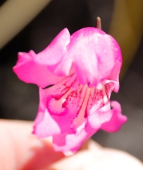 Gladiolus ornatus