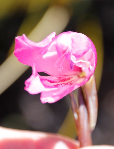 Image of Gladiolus ornatus by (c) Tony Rebelo, some rights reserved (CC BY-SA)