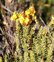 Cyclopia genistoides